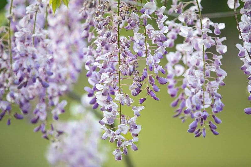 DIY hanging gardens