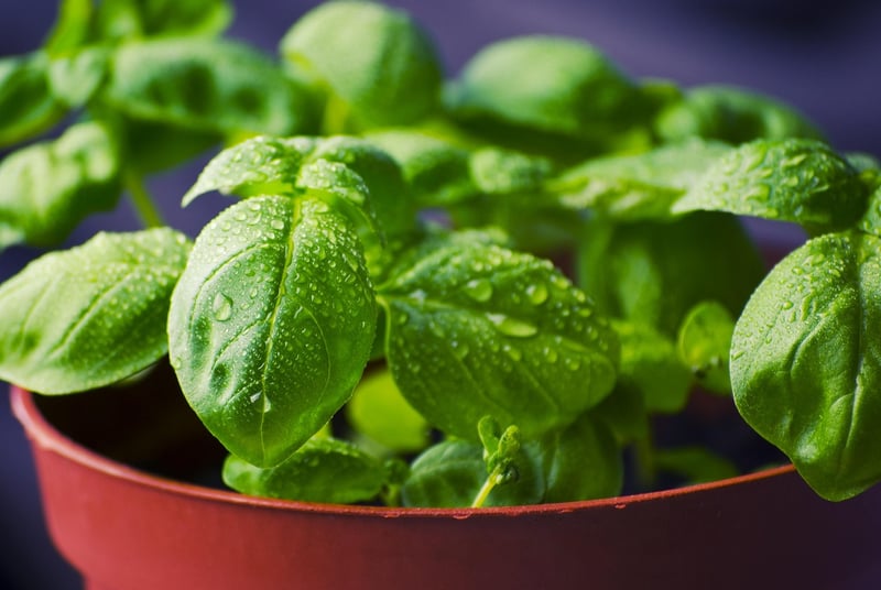 Green Plant Pots